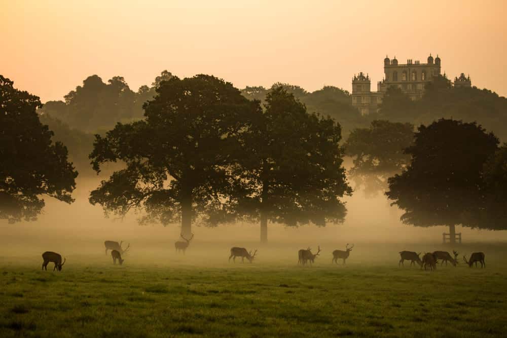 deer in mist near castle in Nottingham