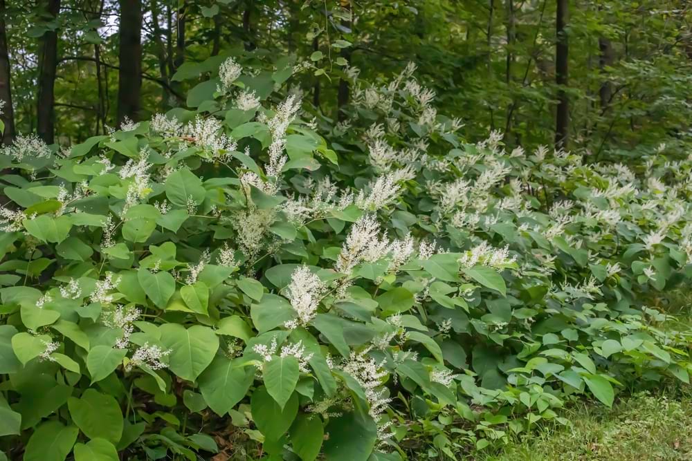 What is Japanese Knotweed?