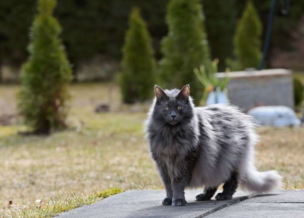 A Norwegian Blue cat, one of the least suited breeds of cat to living in flats.